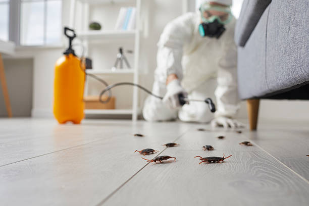 Commercial Kitchen Cockroach Control in Aberdeen